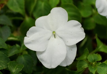 Obraz premium Beautiful white impatiens flower at full bloom