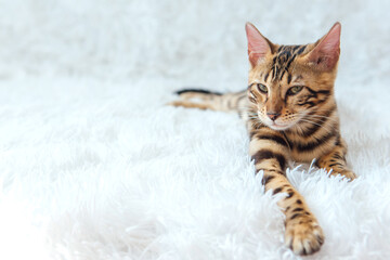 Young bengal kitty cat laying on the white background.