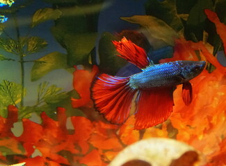 Obraz premium Beautiful delta tail betta fish inside an aquarium