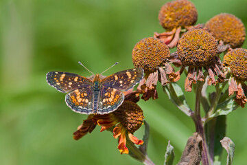 Common Checkered Skipper butterfly on flower