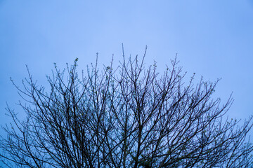 Fototapeta na wymiar tree branches with blue sky background