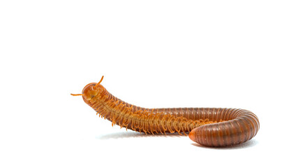 Millipede isolated on white background.