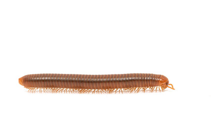 Millipede isolated on white background.