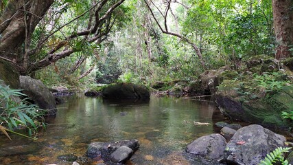 Fototapeta premium river in the forest