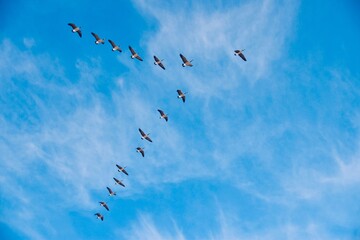 birds in the sky