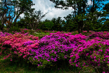 万年山のミヤマキリシマ