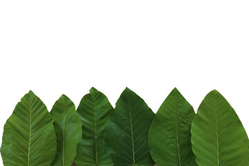 Dipterocarpus tuberculatus green leaves on a white background