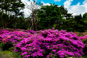 万年山のミヤマキリシマ