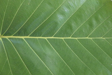 Green leaves pattern background, Natural background and wallpaper