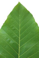 Dipterocarpus tuberculatus green leaves on a white background