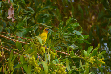masked weaver