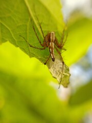 Poisonous spider inside green leaf. Arachnophobia concept, fear of spider. Spider bite or fingering. Spider on spider web. Jumping Spider.