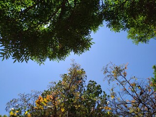 trees and sky