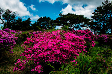 万年山のミヤマキリシマ