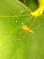Poisonous spider inside green leaf. Arachnophobia concept, fear of spider. Spider bite or fingering. Spider on spider web. Jumping Spider.