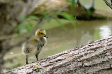 Canada Goose gosling standing on a log near the water
