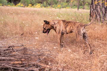 Spanish Alano dog portrait. prey dog