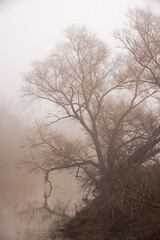 Tree in fog in the winter