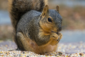 Foxsquirrel eating nuts and seeds