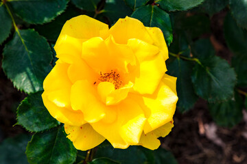 小倉の池のバラ