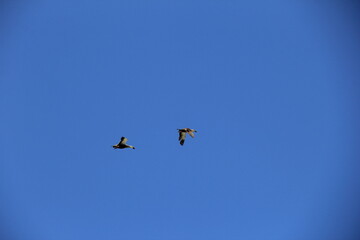 Obraz na płótnie Canvas 雲一つ無い青空を飛ぶカルガモ２羽