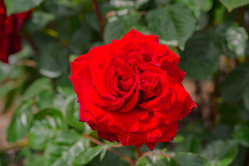 小倉の池のバラ