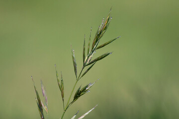 Grasses with water droplets in the meadow