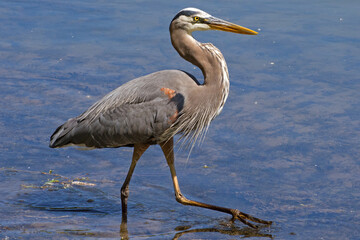 Great blue heron wading along the shore