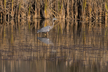 Great blue heron wading in the river
