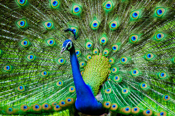 Close up of a peacock 