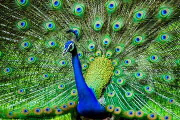 Tuinposter Close up of a peacock  © Kandarp