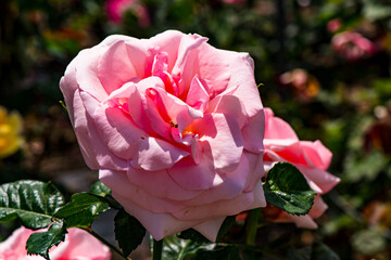 小倉の池のバラ