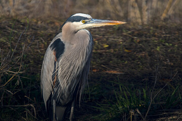 Great blue heron waiting for prey