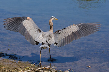 Great blue heron walking into the water