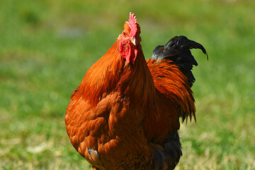A close up image of a brightly color free range Brahma rooster in a barnyard. 