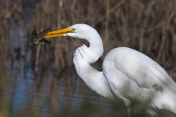 Great egret in the reeds catches sparrow