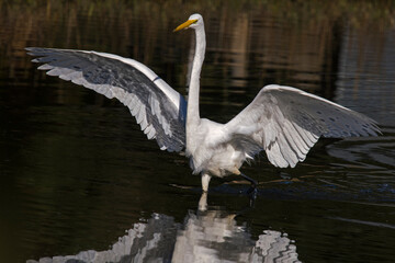 Great egret moving in on prey