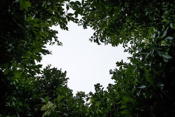 sun shining through the branches