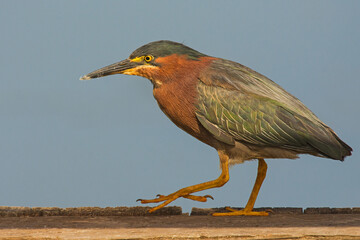 Green heron walking on a wooden dock railing