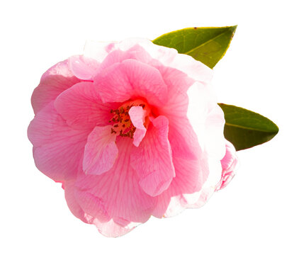 Camellia In Melbourne, Australia. Isolated