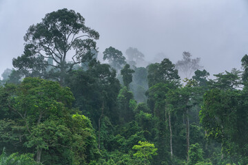 trees and fog in the tropical mountains