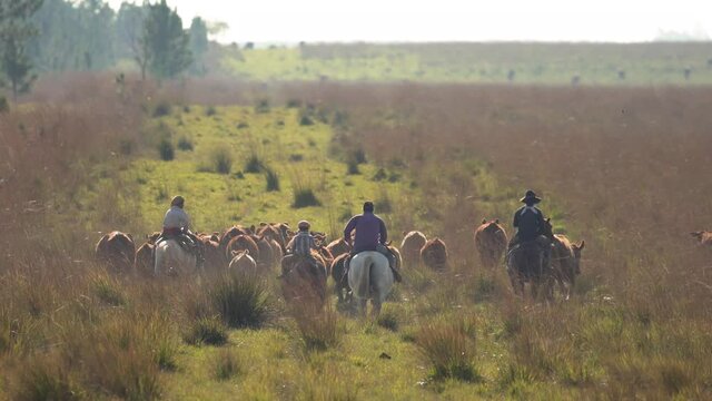 herd of cows being herded by gauchos on notho argentina crossing water