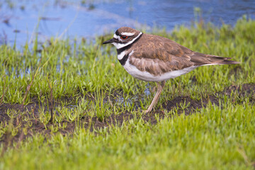 Killdeer in the spring in the Sierras