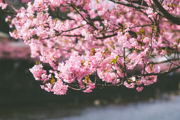 Beautiful cherry blossoms