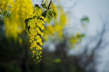 Yellow flowers hanging from tree