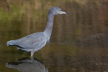 Little blue heron alert
