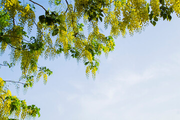 Yellow flowers hanging from tree