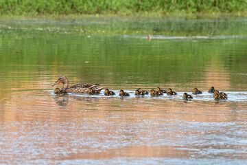 Ducks on the water, female mallard with many ducklings