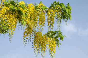 Yellow flowers hanging from tree
