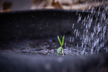 Water the young morning glory